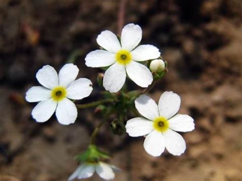 白花意思